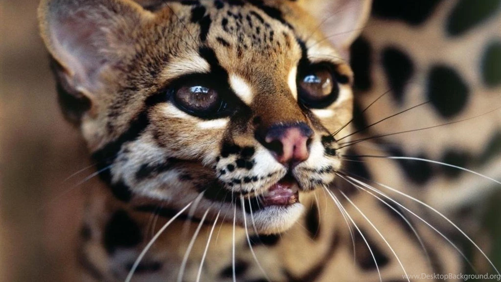 Jaguatirica Brazilian Ocelot Wallpapers (