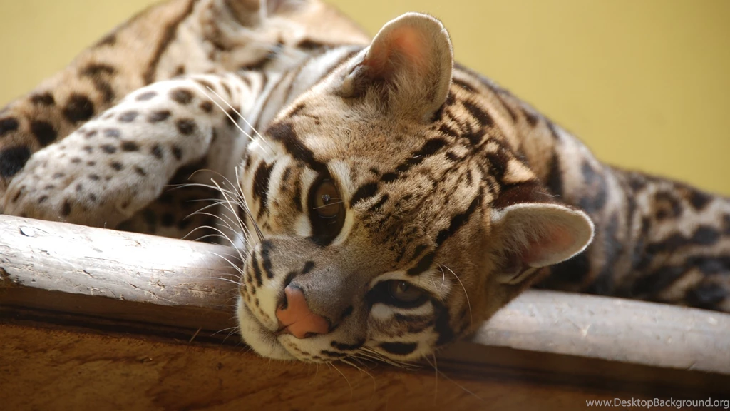 Download Wallpapers 3840x2160 Ocelot, Wild Cat, Predator, Face, Cat ...