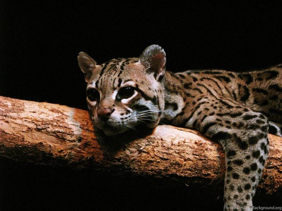 Ocelots   DeviantArt