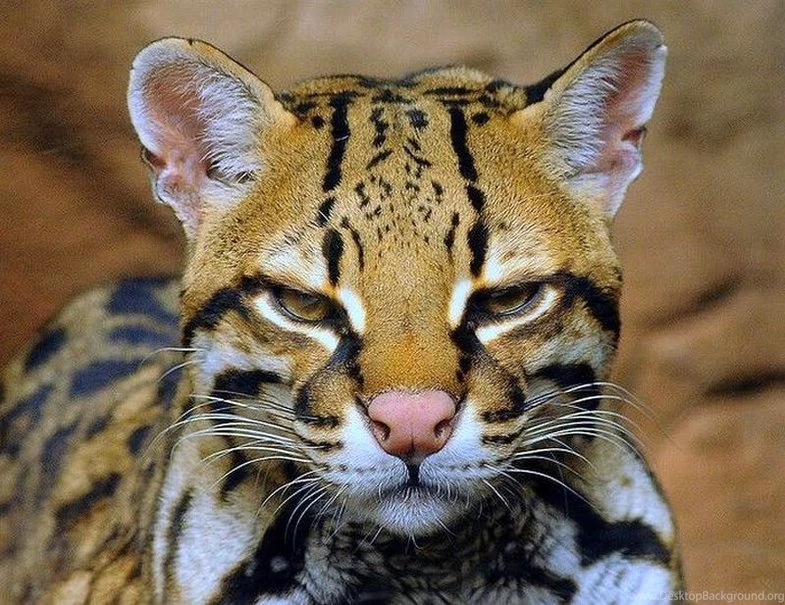 Ocelot Kitten   Wallpaper.