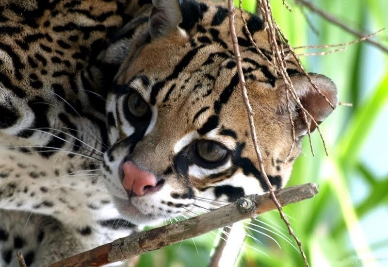 Ocelot *** Wallpapers