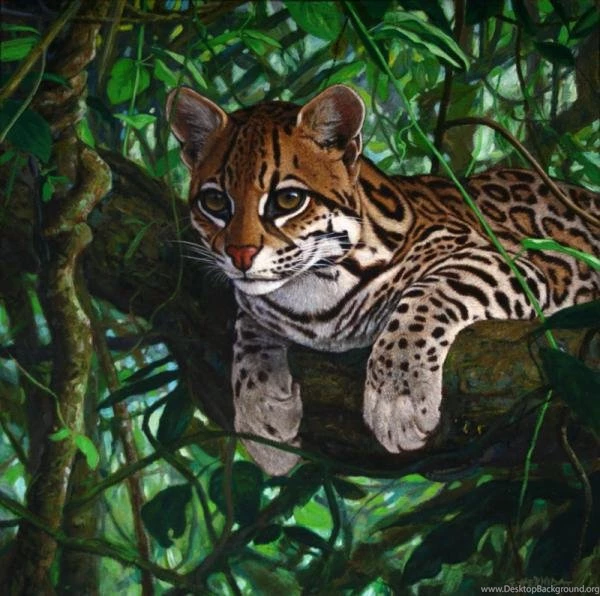 Ocelot For Sale   Wallpaper.
