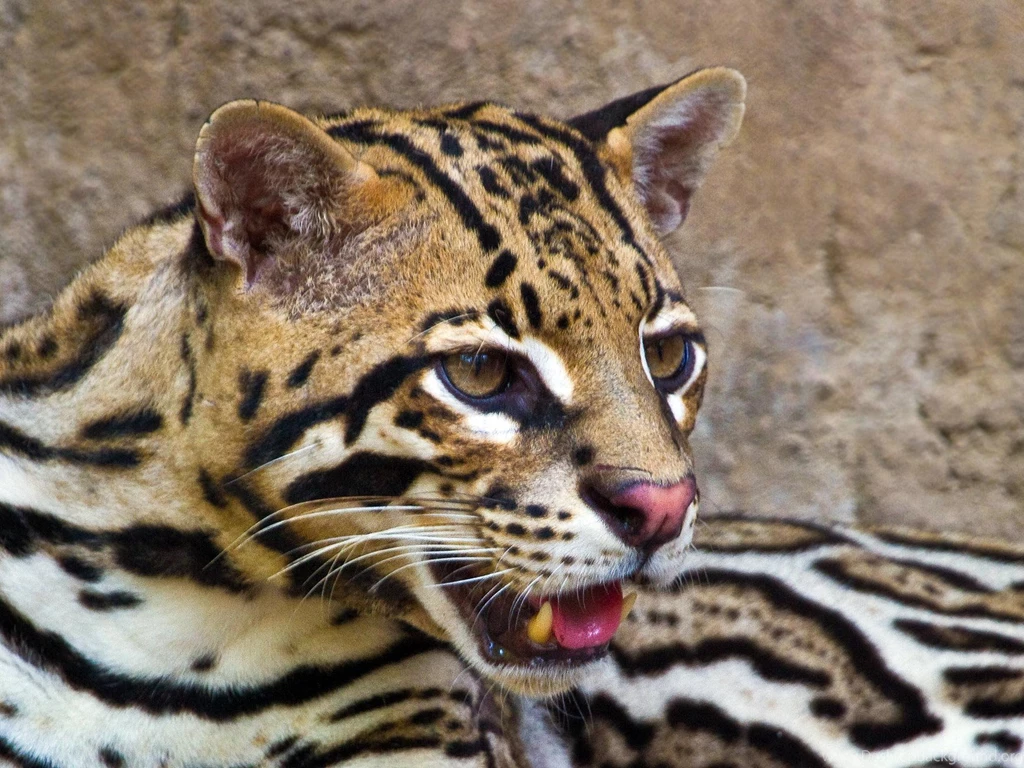 Ocelot Guatemala Animal Wallpapers