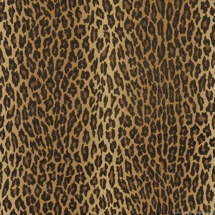 Aragon   Ocelot Wallpapers