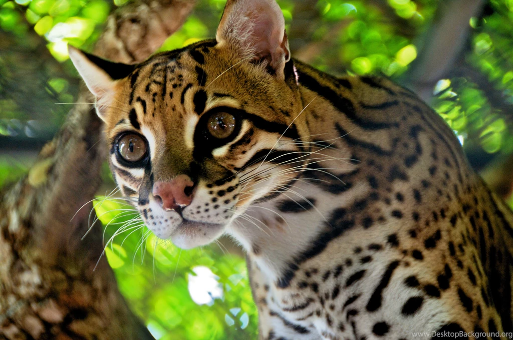 12 Quality Ocelot Wallpapers, Animals