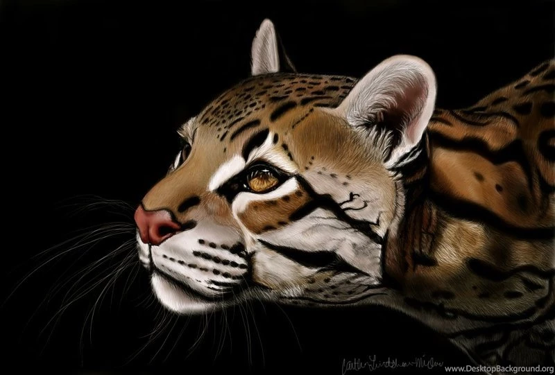 Ocelot By Icakeyyy On DeviantArt