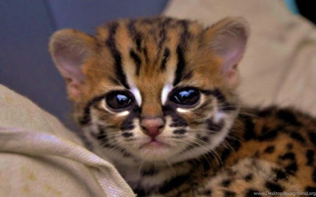 Baby Ocelot   (