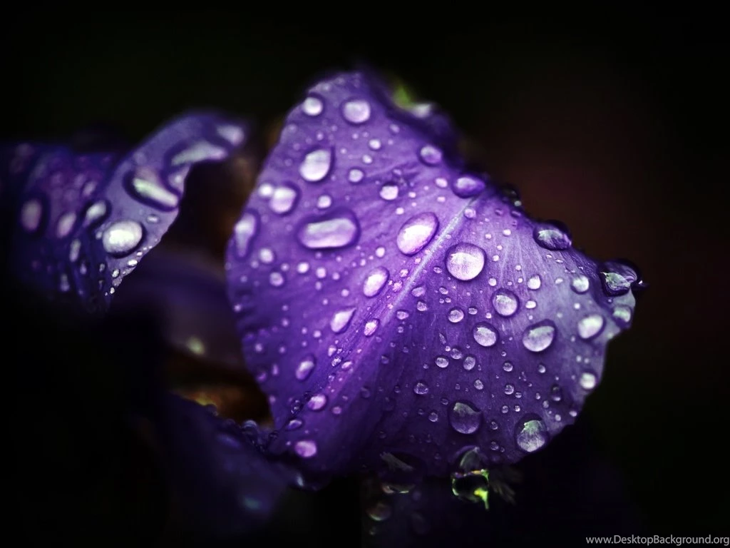 Fashion Accessory Style: Best HD Natural Wallpapers Ever   High ...