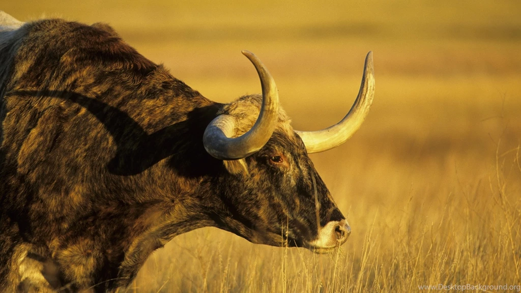 Download Wallpapers, Download 2560x1440 North Texas Longhorn ...