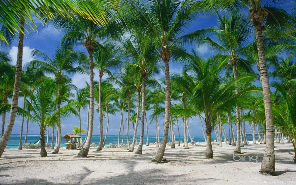Palm Trees On The Beach In Punta Cana Dominican Republic ...