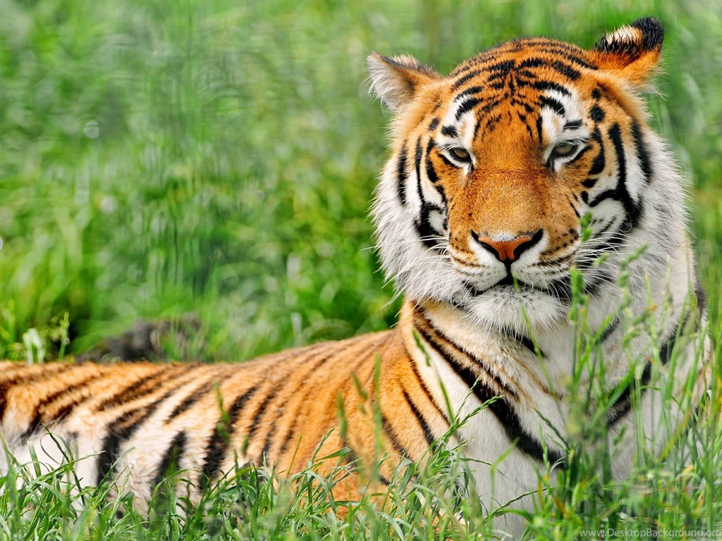 Animal Wallpapers Download 1920x1440