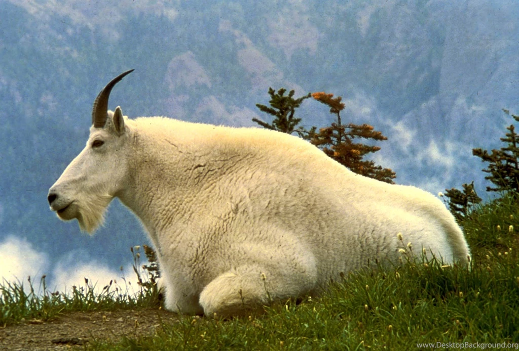 Free Goat Wallpapers Download Animals Town