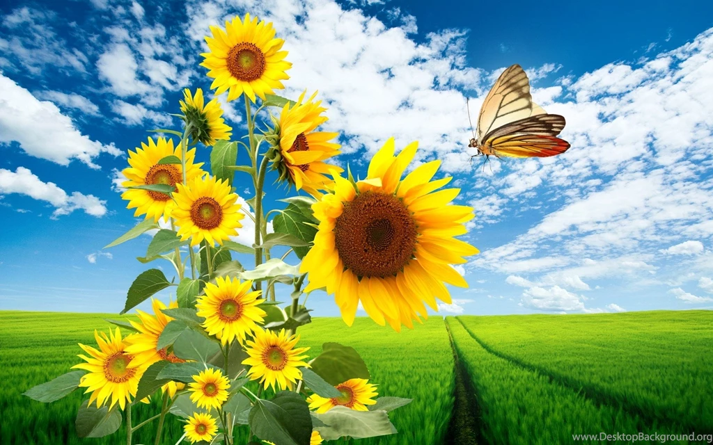 Wallpapers Nature Flowers