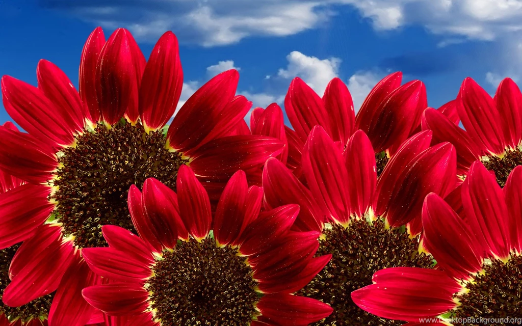 Nature Wallpaper: Sunset For PC Wallpapers Desktop HD Backgrounds ...