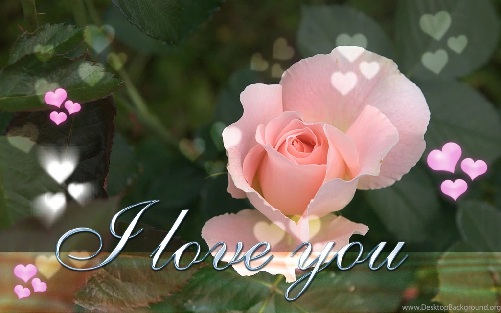 Flower I Love You Wallpapers
