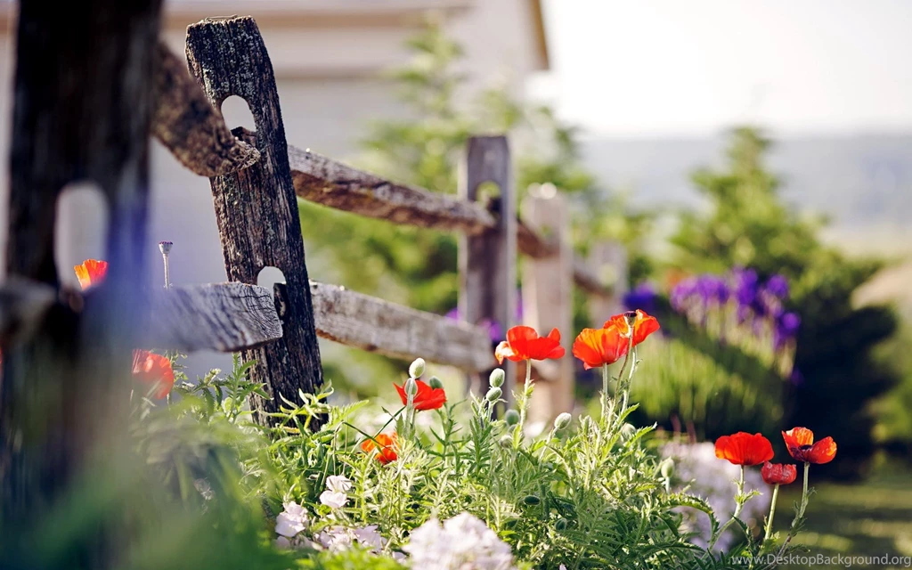 Flowers Nature
