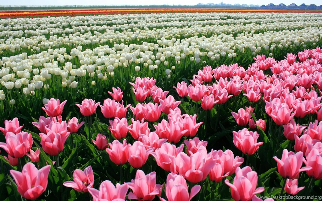 Beautiful, Field, Flowers, Nature, Pink Tulip, White Tulips Image ...