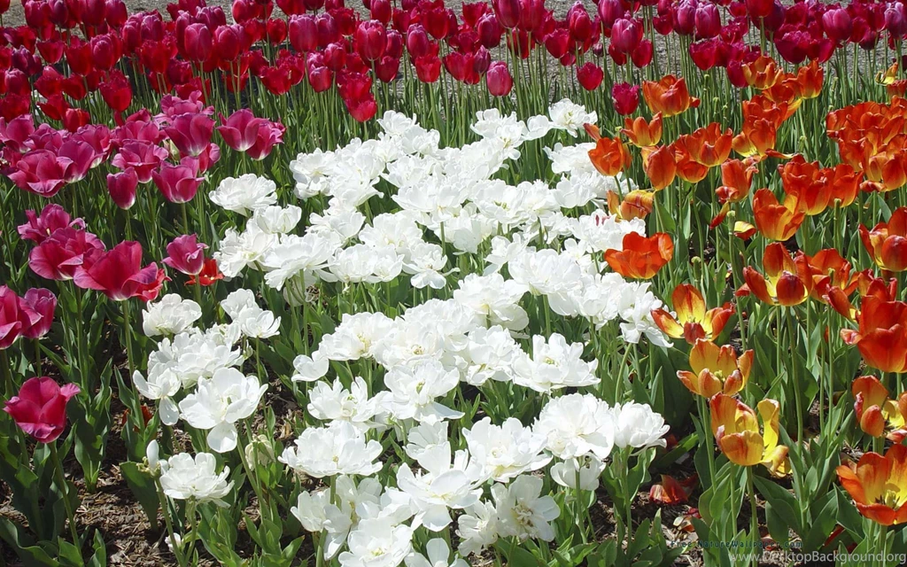 Desktop Flower Nature Wallpapers 3d Hd Pictures.