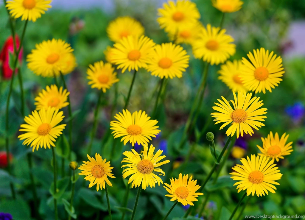 Nature Flowers 3739×2700 Wallpapers 2169690