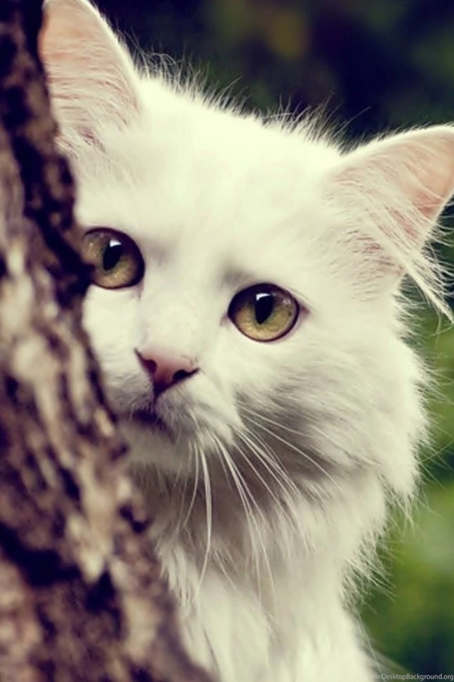 White Cat Mobile Wallpapers   Mobiles Wall