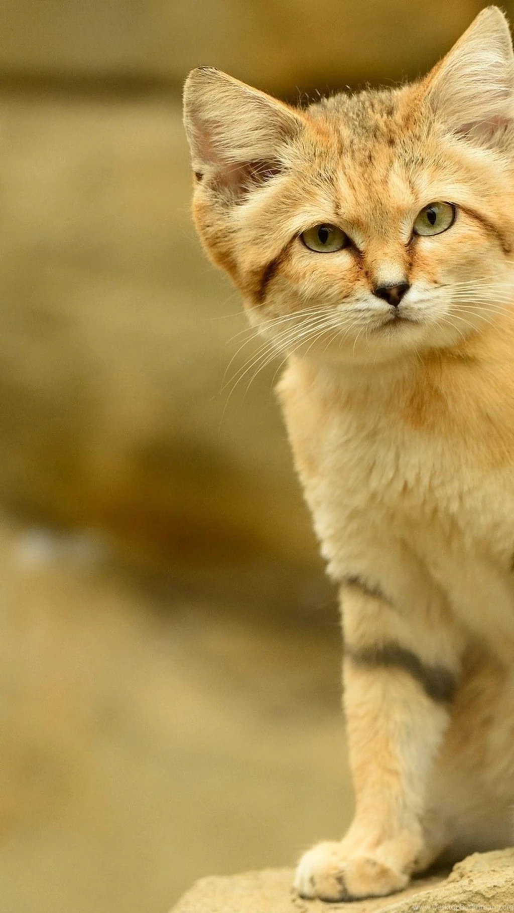 Cats Animals Sand Cat Wallpapers