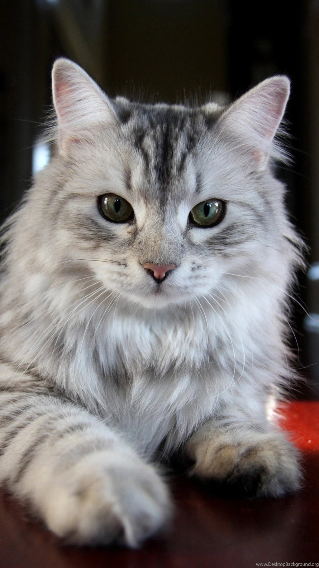 Animals Android Wallpapers – Androidwalls.org