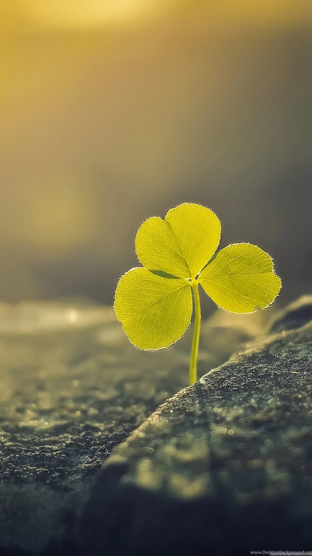 Clover