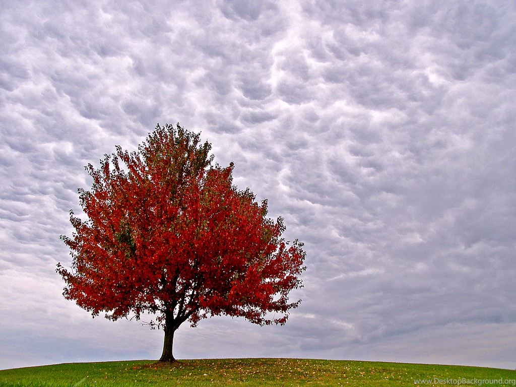 Red Autumn Trees