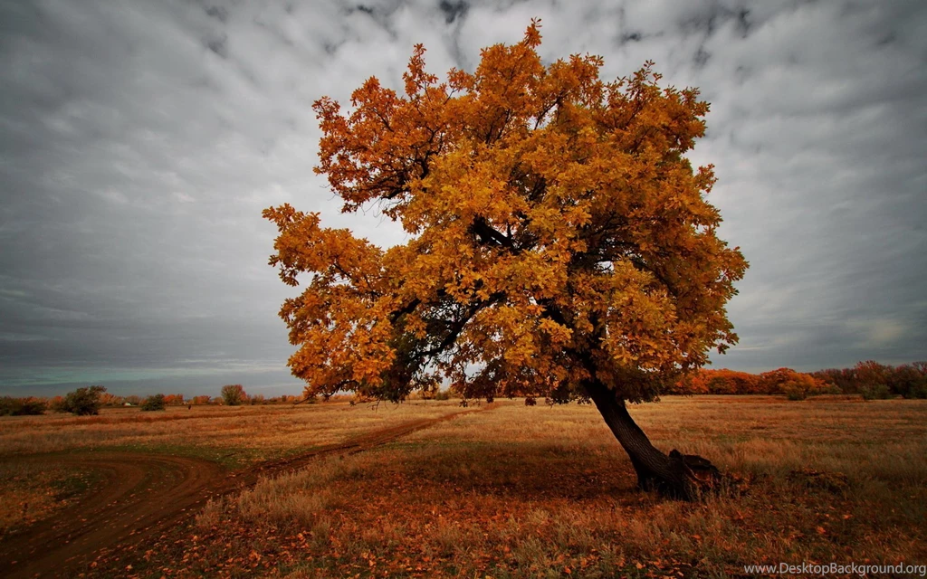 Field In Autumn Tree Uhd Wallpapers Ultra High Definition ...