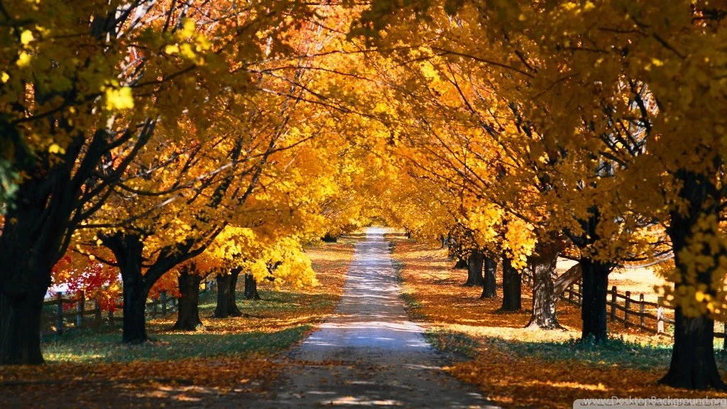 Tree Tunnel Road Autumn HD Desktop Wallpapers : High Definition ...