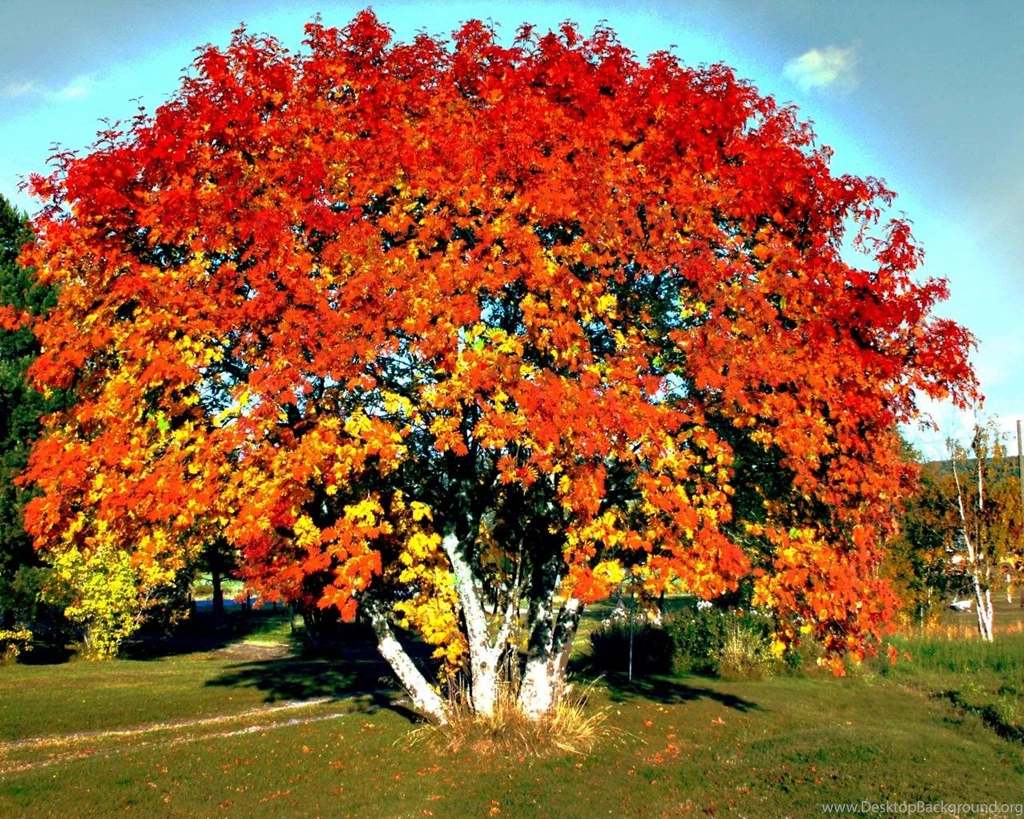Big Red Autumn Tree Wallpapers (