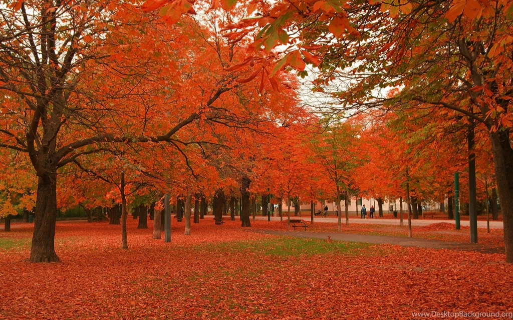 Beautiful Autumn Trees Wallpapers