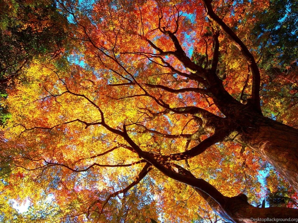 Top Autumn Tree Wallpapers Wallpapers