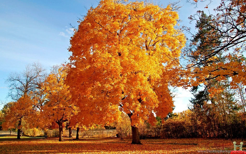 Natural Golden Autumn Tree Hd Wallpapers E Entertainment