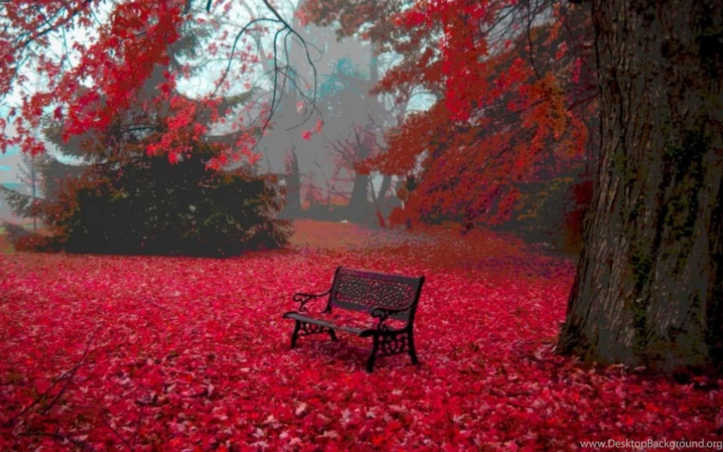 1680x1050 Red Autumn Carpet Bench Tree Desktop PC And Mac Wallpapers