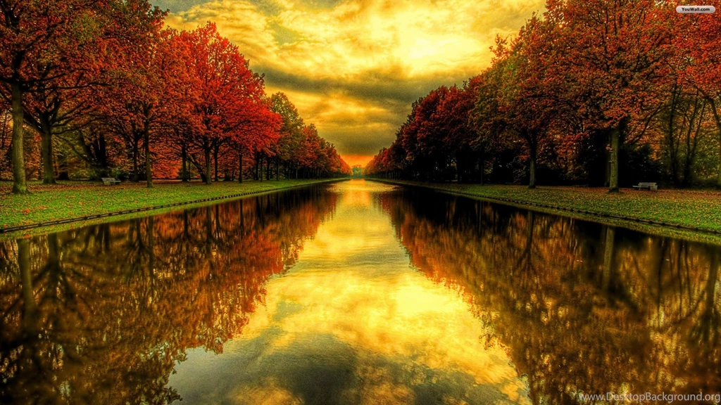 Beech Trees In Autumn Wallpapers