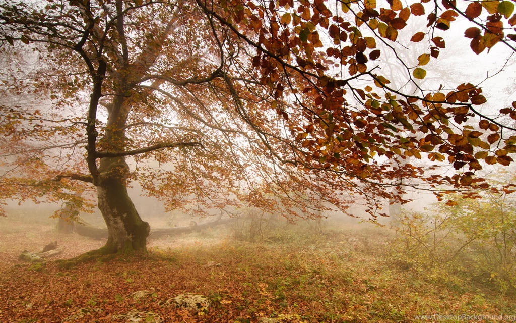 Forest Fog Autumn Tree Wallpapers