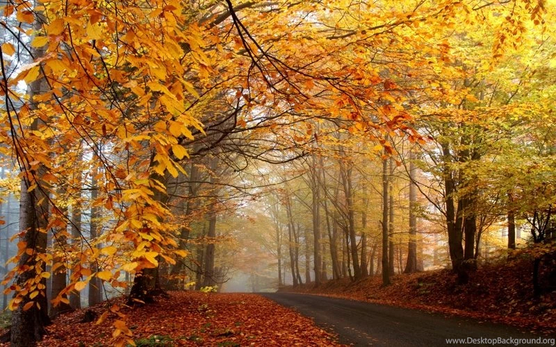 Trees,autumn Trees Autumn Yellow Roads 1920x1200 Wallpapers – Tree ...