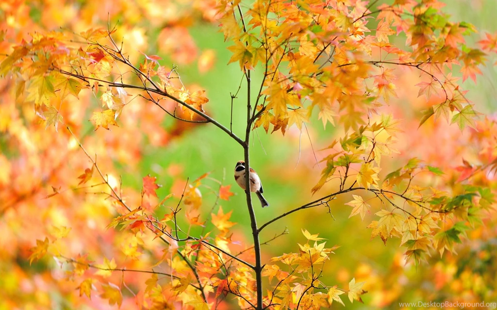 Autumn Tree Pretty Bird >> HD Wallpaper, Get It Now!