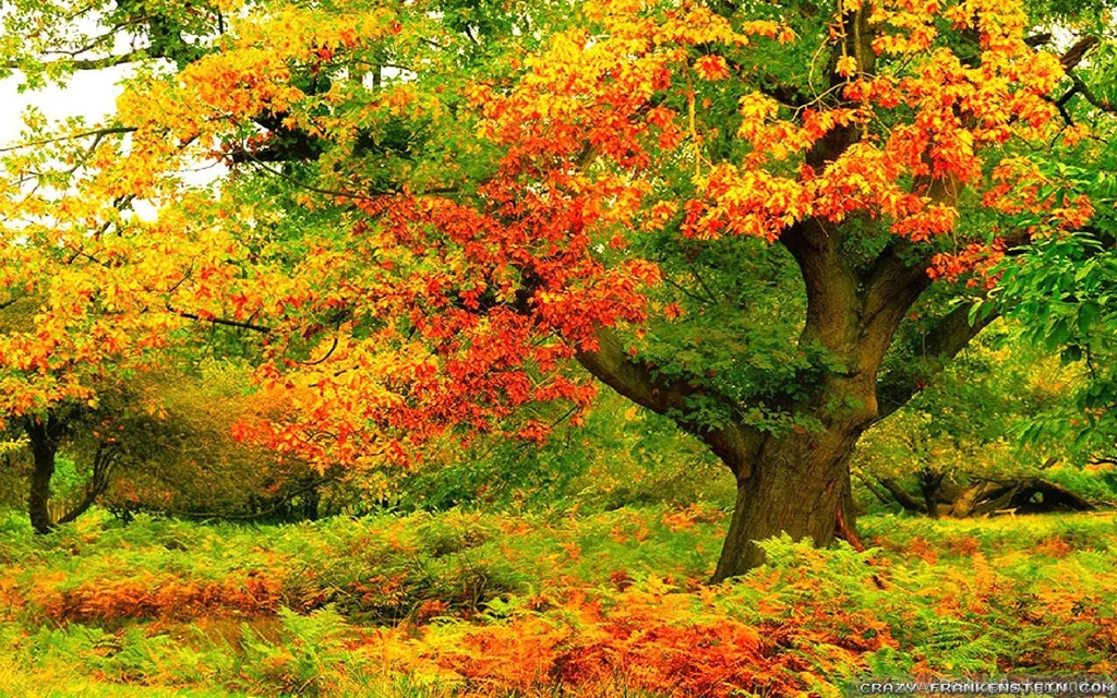Autumn Trees Wallpapers Seasonal Crazy Frankenstein