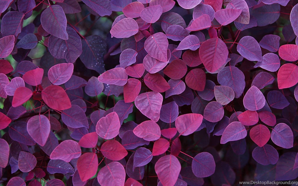 Bing Plant Wallpaper, HD Wallpapers Downloads