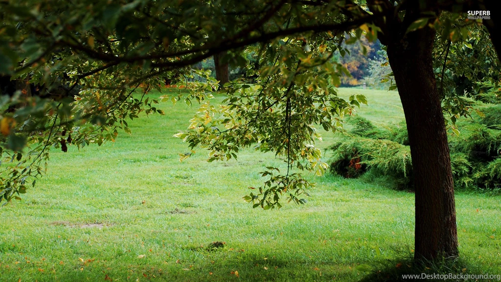Green Tree Wallpapers HD : Nature Wallpapers Rakaruan.com