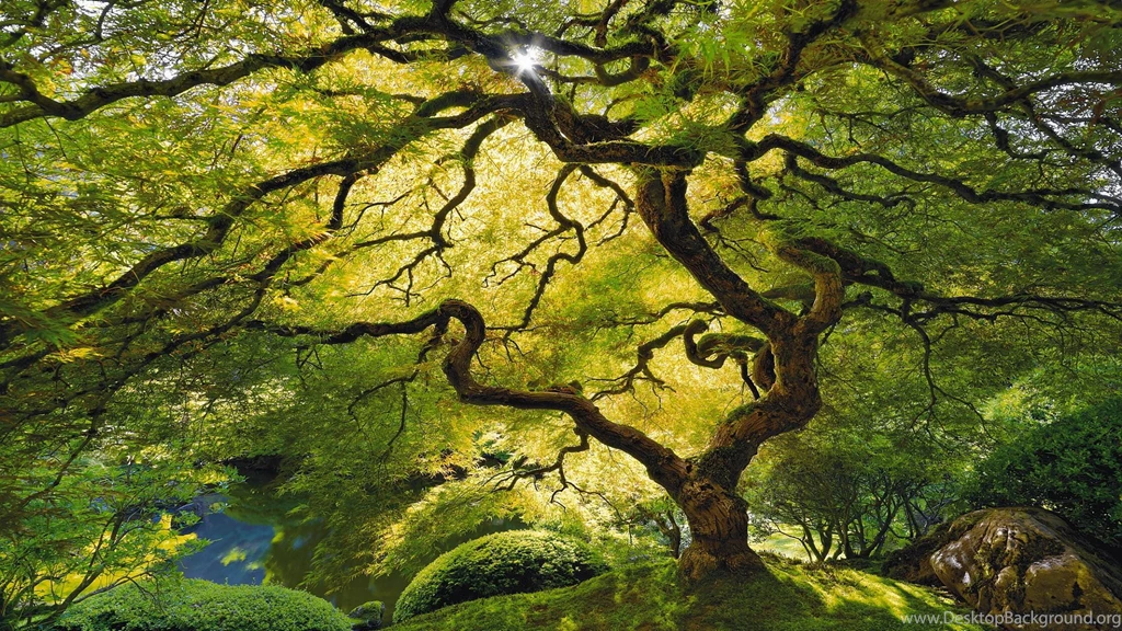 Tree leaf canopy 1920x1080.jpg