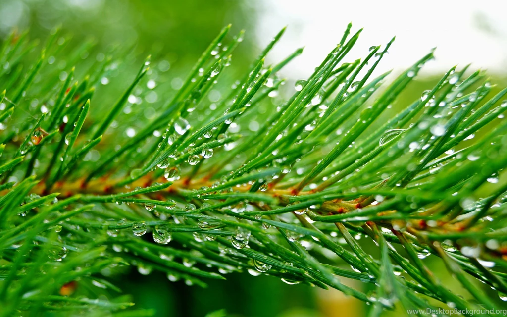 HD Pine Tree Wallpapers