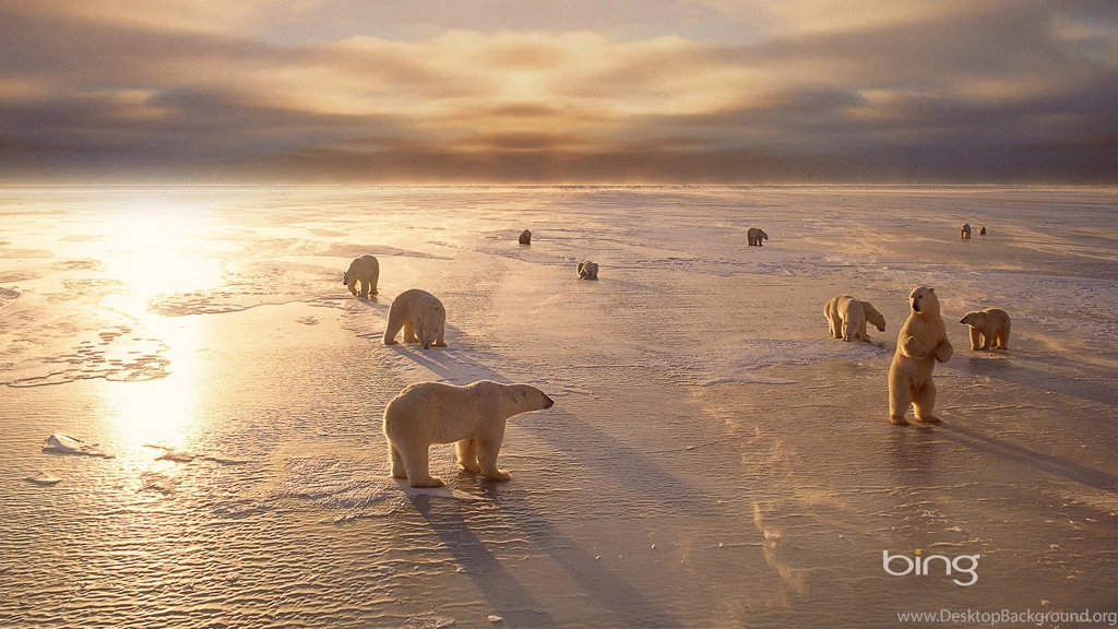 Bing Polar Bear Wallpaper, HD Wallpapers Downloads