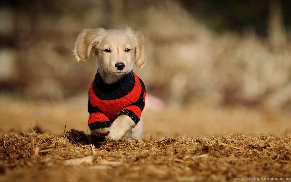 Cute Dogs Latest HD Wallpapers Free Download