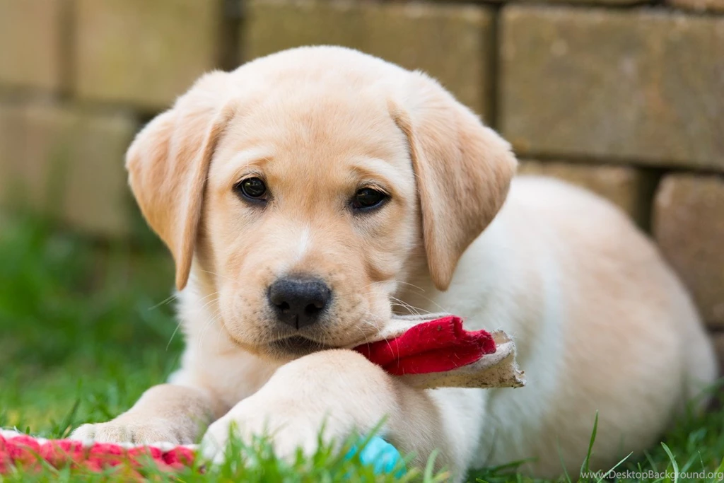 Dog Wallpapers, Animal Background Images, Hd Dog Images, Download ...