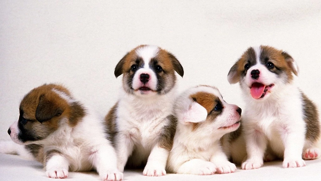 Dog Wallpapers 1280x720 Wallpapers, 1280x720 Wallpapers & Pictures ...