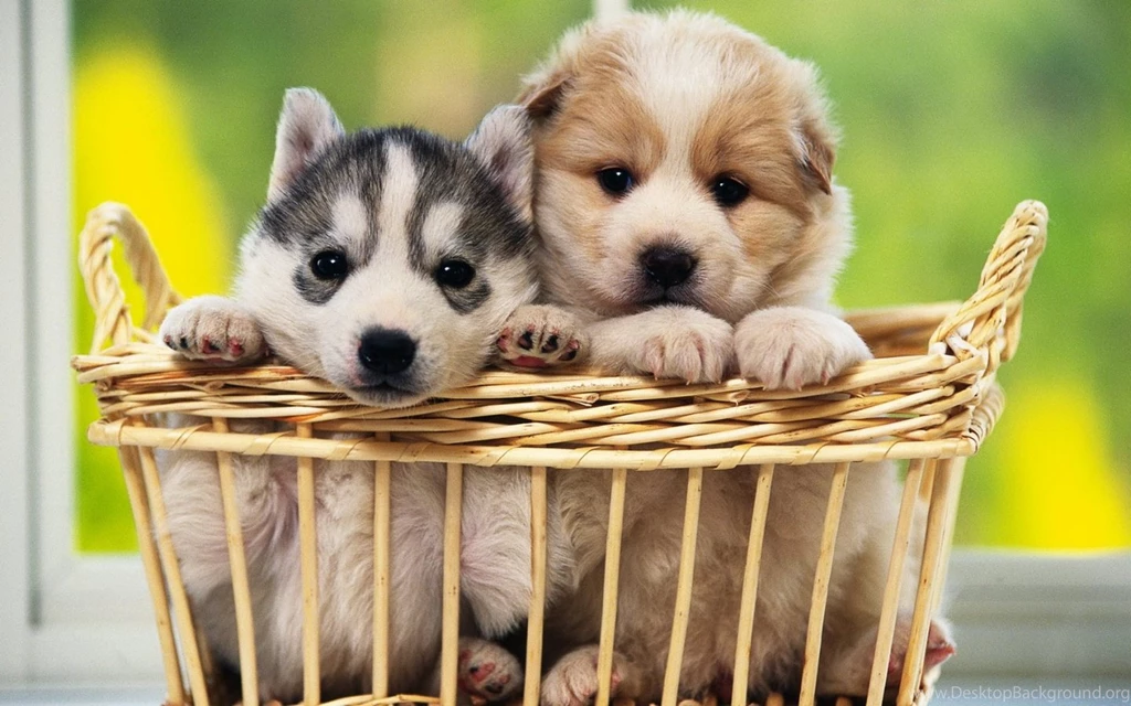Cute Dogs Wallpapers Free Download, Cute Dogs Wallpapers For ...