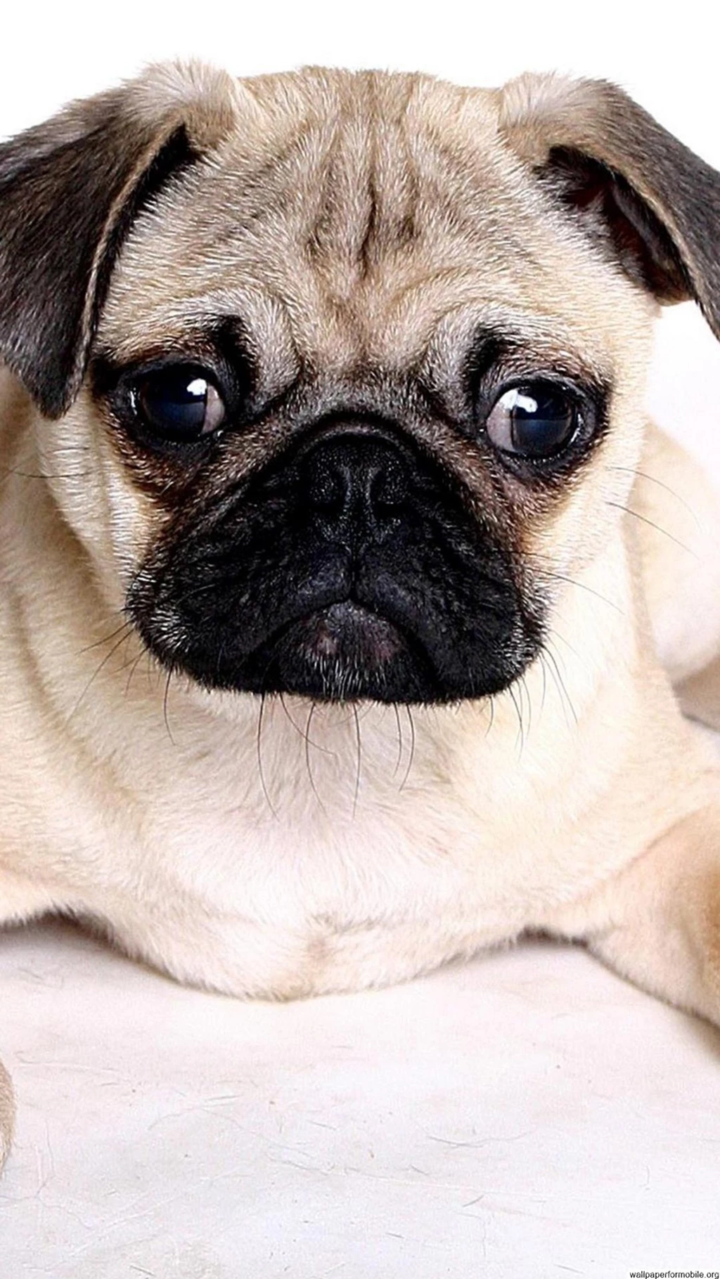 Pug Dog Wallpapers Free Download Wallpapers For Mobile